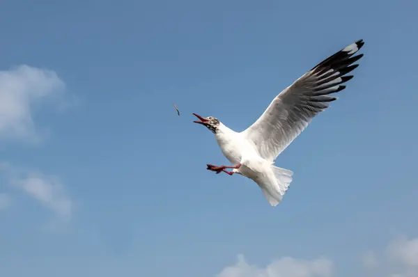표면을 Seagulls 그룹입니다 주변의 방문자와 관광객들이 먹이를 음식을 — 스톡 사진
