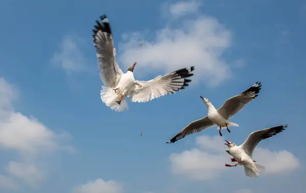 Seagulls Group Floating Sea Surface Some Chasing Food Feed Visitors — Stock Photo, Image