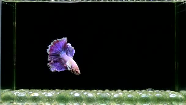 Betta Fisk Fancy Dumbo Purple Halvmåne Från Thailand Siamese Slåss — Stockvideo