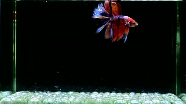 Betta Fish Fantasia Nemo Galaxy Blue Halfmoon Tailândia Siamês Peixe — Vídeo de Stock