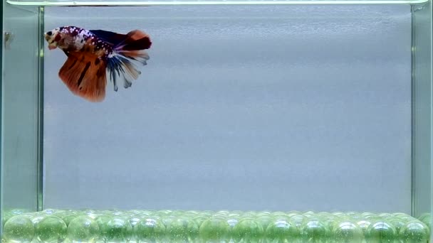 来自泰国的贝塔鱼奇幻的尼莫银河半月形 暹罗人在蓝色或灰色的孤立背景上战斗着的鱼 — 图库视频影像
