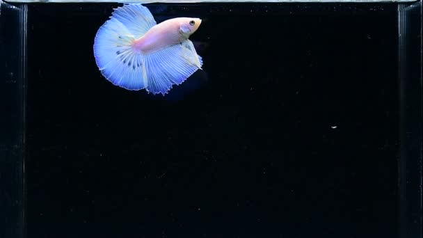 Ikan Betta Platinum Putih Halfmoon Neon Glow Dari Thailand Ikan — Stok Video