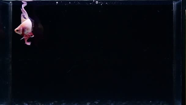 ベッタ魚ファンシー タイからのピンクのヴェイチル 孤立した黒の背景でシアムの戦う魚 — ストック動画