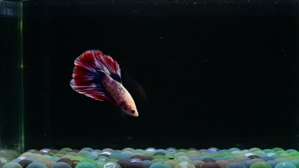 Betta Peces Fantasía Mascota Rojo Azul Halfmoon Tailandia Siamés Peces — Vídeos de Stock