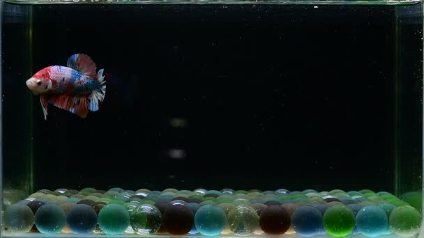 ベッタ魚ファンシーネモハルフムーンプラカットタイ 孤立した黒の背景でシアムの戦い魚 — ストック動画