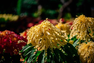 Amaranthus Tricolor Çeşme Fabrikası ya da Tayland 'ın Bangkok kentindeki Chatuchak Park' taki Noel ağacı.