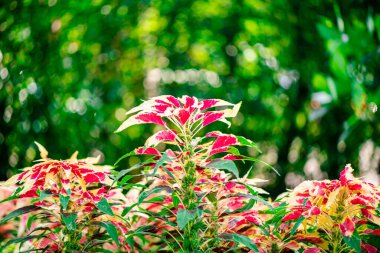 Amaranthus Tricolor Çeşme Fabrikası ya da Tayland 'ın Bangkok kentindeki Chatuchak Park' taki Noel ağacı.