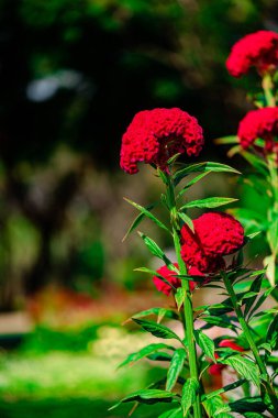 Tayland, Bangkok 'taki Chatuchak Parkı' nda horoz tarağı Kızıl Çiçeği.