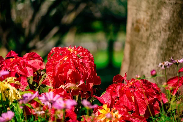 Amaranthus Tricolor Çeşme Fabrikası ya da Tayland 'ın Bangkok kentindeki Chatuchak Park' taki Noel ağacı.