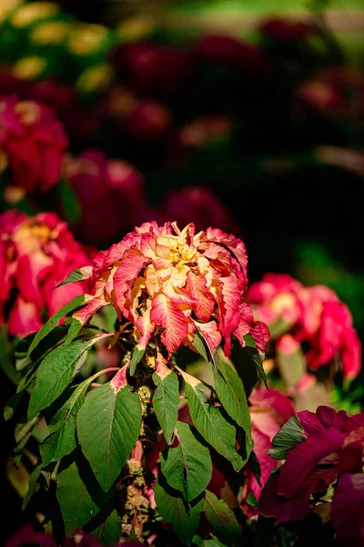 Fontanna Amaranthus Tricolor Lub Choinka Parku Chatuchak Bangkoku Tajlandia — Zdjęcie stockowe