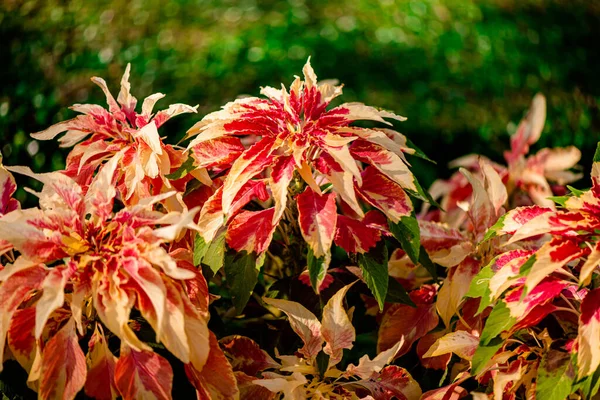 Amaranthus Tricolor Çeşme Fabrikası ya da Tayland 'ın Bangkok kentindeki Chatuchak Park' taki Noel ağacı.