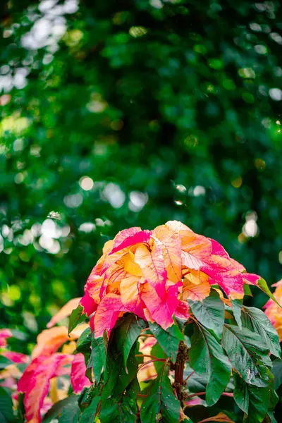 Amaranthus Tricolor Fountain Plant Árvore Natal Parque Chatuchak Cidade Bangkok — Fotografia de Stock