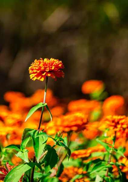 Piękne Pomarańczowe Kwiaty Gemitir Cahtuchak Park Bangkoku Tajlandia — Zdjęcie stockowe