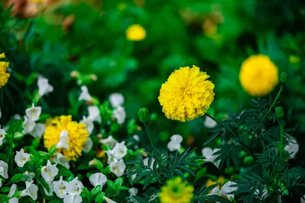 泰国曼谷Cahtuchak公园中的黄色Marigold花 — 图库照片