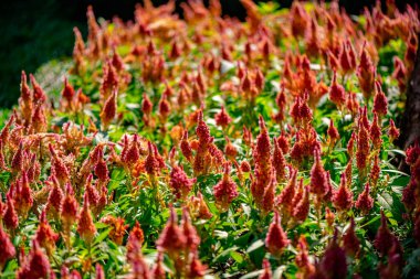 Chatuchak Park Bangkok, Tayland 'da horoz tarağı ya da gümüş horoz tarağı..