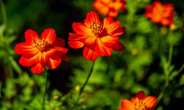 Chatuchak Park Bangkok, Tayland 'da Güzel Gemitir Portakal Çiçekleri.
