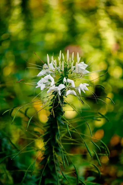 Cleome Spinosa También Conocida Como Flor Araña Parque Chatuchak Ciudad — Foto de Stock