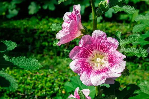 Pink Flowers Alcea Rosea Uma Planta Ornamental Família Das Malvaceae — Fotografia de Stock