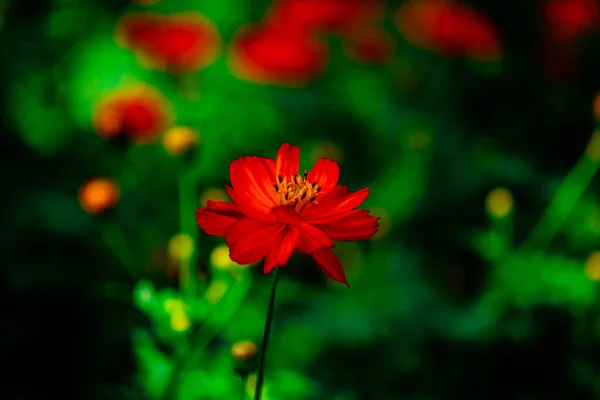 Krásné Gemitir Oranžové Květy Chatuchak Park Bangkok Thajsko — Stock fotografie