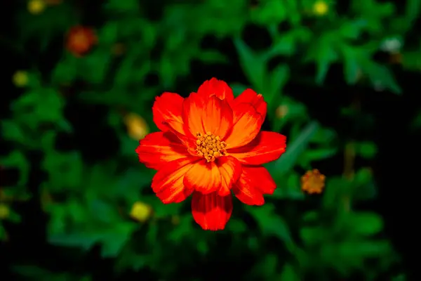 Belle Gemitir Orange Fleurs Dans Chatuchak Park Bangkok Thaïlande — Photo