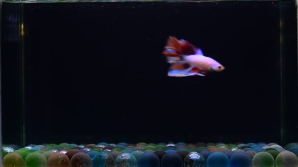ベッタ魚ファンシーニモハーフムーンタイ 孤立した黒の背景でシアムの戦い魚 — ストック動画