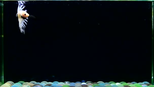 Белые Платиновые Кронтейлы Таиланда Сиамские Боевые Рыбы Изолированном Черном Фоне — стоковое видео