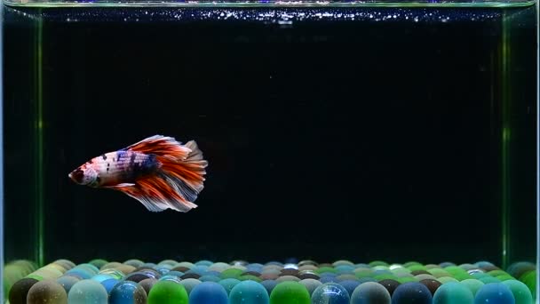 Betta Fisk Fancy Nemo Candy Halvmåne Från Thailand Siamese Slåss — Stockvideo