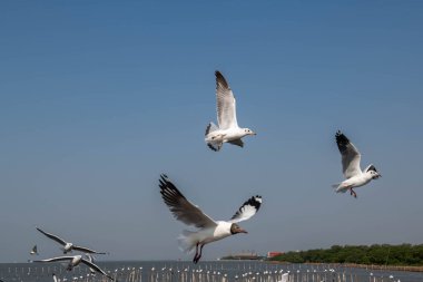Martılar grubu ya da açık gökyüzünde uçan tek bir grup. Bazıları Bangpu 'da, Samut Prakarn Tayland' da kendilerini besleyen turistlerin yiyeceklerini kovalıyor..