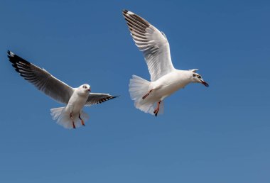 Martılar grubu ya da açık gökyüzünde uçan tek bir grup. Bazıları Bangpu 'da, Samut Prakarn Tayland' da kendilerini besleyen turistlerin yiyeceklerini kovalıyor..