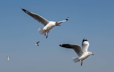 Martılar grubu ya da açık gökyüzünde uçan tek bir grup. Bazıları Bangpu 'da, Samut Prakarn Tayland' da kendilerini besleyen turistlerin yiyeceklerini kovalıyor..