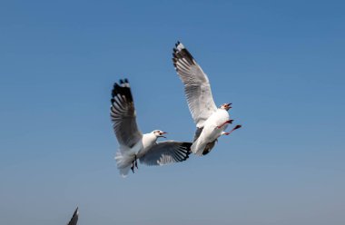 Martılar grubu ya da açık gökyüzünde uçan tek bir grup. Bazıları Bangpu 'da, Samut Prakarn Tayland' da kendilerini besleyen turistlerin yiyeceklerini kovalıyor..