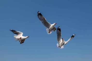 Martılar grubu ya da açık gökyüzünde uçan tek bir grup. Bazıları Bangpu 'da, Samut Prakarn Tayland' da kendilerini besleyen turistlerin yiyeceklerini kovalıyor..