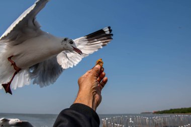 Martılar grubu ya da açık gökyüzünde uçan tek bir grup. Bazıları Bangpu 'da, Samut Prakarn Tayland' da kendilerini besleyen turistlerin yiyeceklerini kovalıyor..