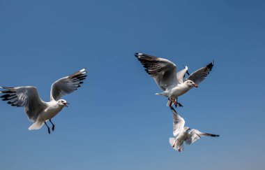 Martılar grubu ya da açık gökyüzünde uçan tek bir grup. Bazıları Bangpu 'da, Samut Prakarn Tayland' da kendilerini besleyen turistlerin yiyeceklerini kovalıyor..