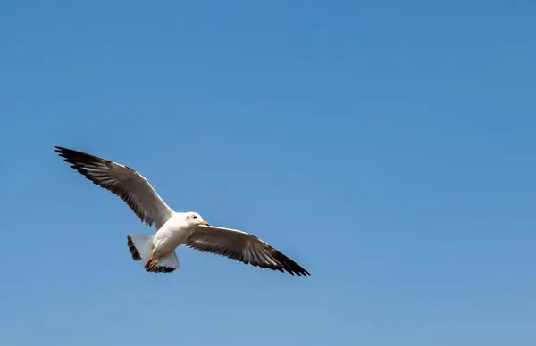 Gruppo Gabbiani Singolo Volo Sul Bel Cielo Limpido Alcuni Loro — Foto Stock