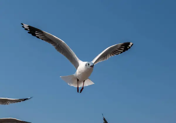 Seagulls 아름다운 하늘에서 일부는 Bangpu Samut Prakarn 태국에서 관광객에 그들에 — 스톡 사진