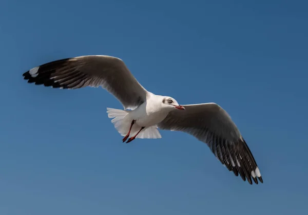 Seagulls Groupe Seul Volant Sur Beau Ciel Clair Certains Entre — Photo