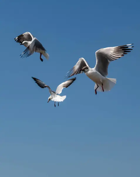 Fiskmåsar Grupp Eller Singel Flyger Den Vackra Klara Himlen Några — Stockfoto