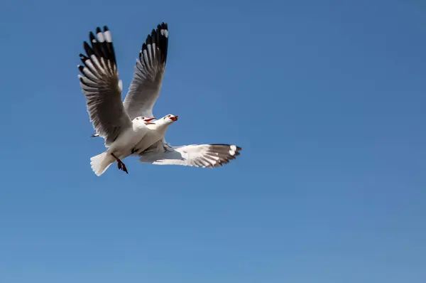 Fiskmåsar Grupp Eller Singel Flyger Den Vackra Klara Himlen Några — Stockfoto