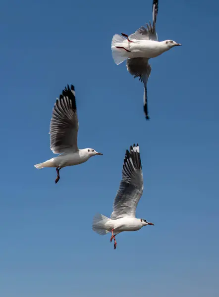 Seagulls Group Single Flying Beautiful Clear Sky Some Them Chasing — Stock Photo, Image
