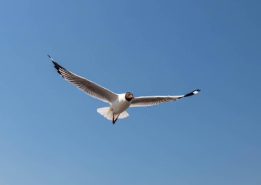 Martılar grubu ya da açık gökyüzünde uçan tek bir grup. Bazıları Bangpu 'da, Samut Prakarn Tayland' da kendilerini besleyen turistlerin yiyeceklerini kovalıyor..