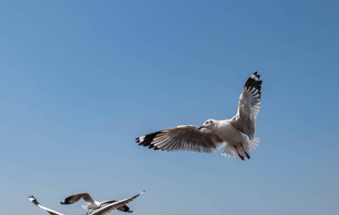 Martılar grubu ya da açık gökyüzünde uçan tek bir grup. Bazıları Bangpu 'da, Samut Prakarn Tayland' da kendilerini besleyen turistlerin yiyeceklerini kovalıyor..