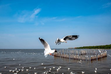 Martılar grubu ya da açık gökyüzünde uçan tek bir grup. Bazıları Bangpu 'da, Samut Prakarn Tayland' da kendilerini besleyen turistlerin yiyeceklerini kovalıyor..