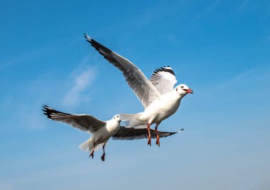 Martılar grubu ya da açık gökyüzünde uçan tek bir grup. Bazıları Bangpu 'da, Samut Prakarn Tayland' da kendilerini besleyen turistlerin yiyeceklerini kovalıyor..