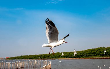 Martılar grubu ya da açık gökyüzünde uçan tek bir grup. Bazıları Bangpu 'da, Samut Prakarn Tayland' da kendilerini besleyen turistlerin yiyeceklerini kovalıyor..