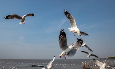 Martılar grubu ya da açık gökyüzünde uçan tek bir grup. Bazıları Bangpu 'da, Samut Prakarn Tayland' da kendilerini besleyen turistlerin yiyeceklerini kovalıyor..