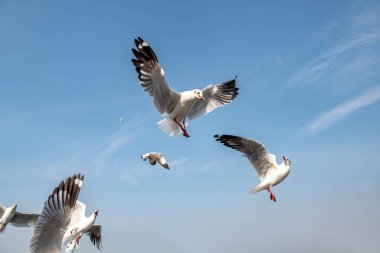Martılar grubu ya da açık gökyüzünde uçan tek bir grup. Bazıları Bangpu 'da, Samut Prakarn Tayland' da kendilerini besleyen turistlerin yiyeceklerini kovalıyor..