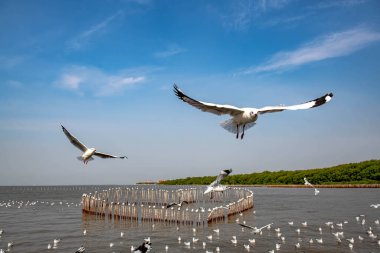 Martılar grubu ya da açık gökyüzünde uçan tek bir grup. Bazıları Bangpu 'da, Samut Prakarn Tayland' da kendilerini besleyen turistlerin yiyeceklerini kovalıyor..