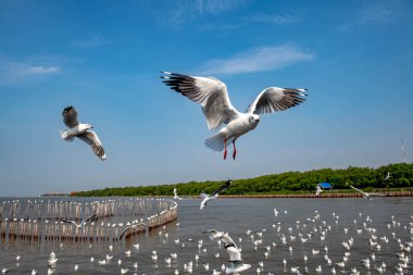 Martılar grubu ya da açık gökyüzünde uçan tek bir grup. Bazıları Bangpu 'da, Samut Prakarn Tayland' da kendilerini besleyen turistlerin yiyeceklerini kovalıyor..