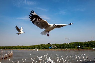 Martılar grubu ya da açık gökyüzünde uçan tek bir grup. Bazıları Bangpu 'da, Samut Prakarn Tayland' da kendilerini besleyen turistlerin yiyeceklerini kovalıyor..